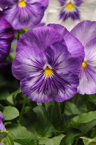 photo of flower to be used as: Pot and bedding Viola wittrockiana Matrix Lavender Shades