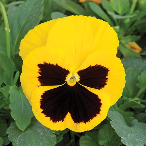 photo of flower to be used as: Pot and bedding Viola wittrockiana Matrix Yellow Blotch Improved