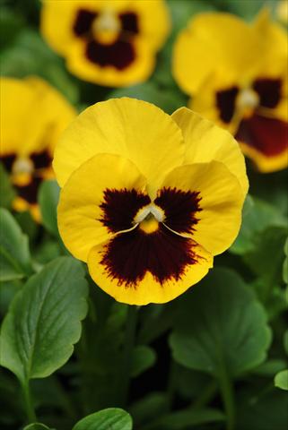 photo of flower to be used as: Pot and bedding Viola wittrockiana Panola XP Yellow Blotch Improved