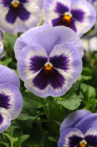 photo of flower to be used as: Pot and bedding Viola wittrockiana Spring Matrix Blue Wing