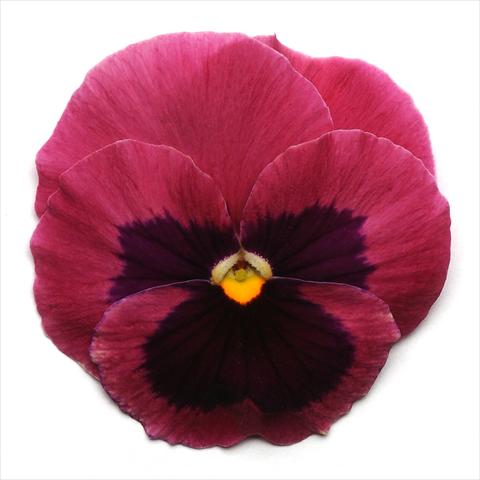 photo of flower to be used as: Pot and bedding Viola wittrockiana Spring Matrix Rose Blotch