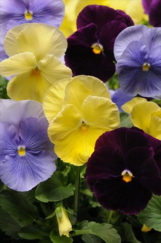 photo of flower to be used as: Pot and bedding Viola wittrockiana Spring Matrix Tricolour Mixture