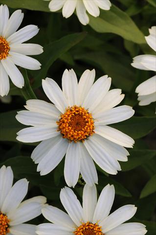 photo of flower to be used as: Bedding / border plant Zinnia marylandica Zahara White Improved