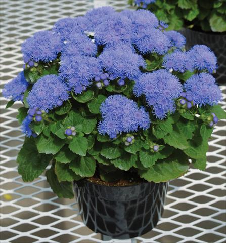 photo of flower to be used as: Pot and bedding Ageratum houstonianum Ariella Power
