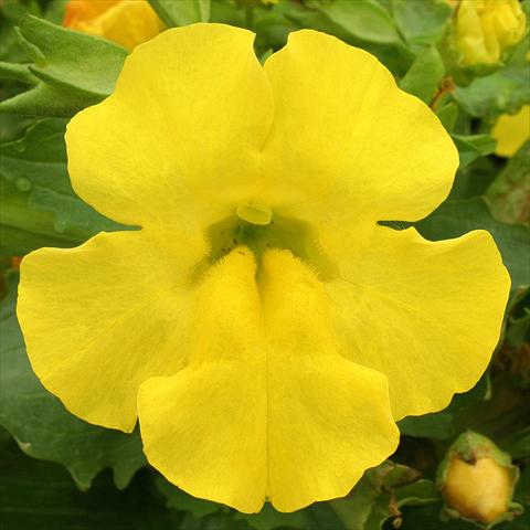 photo of flower to be used as: Basket / Pot Mimulus x hybrida F.1 Maximus Yellow