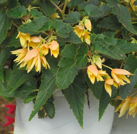 photo of flower to be used as: Bedding pot or basket Begonia boliviensis Crackling Fire® Light Yellow