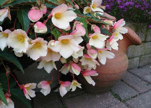 photo of flower to be used as: Bedding pot or basket Begonia boliviensis Sparkler® White Blush