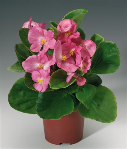 photo of flower to be used as: Pot and bedding Begonia semperflorens Volumia Pink
