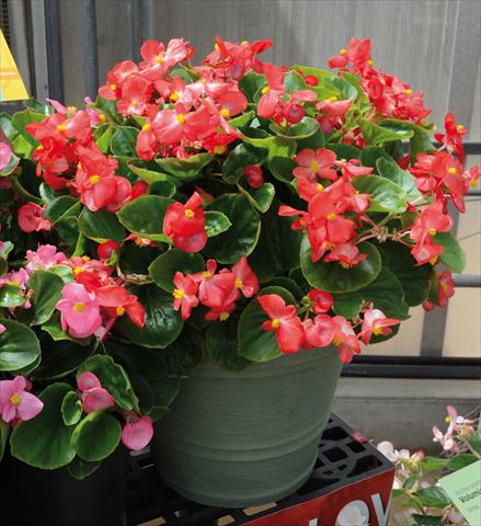 photo of flower to be used as: Pot and bedding Begonia semperflorens Volumia Scarlet