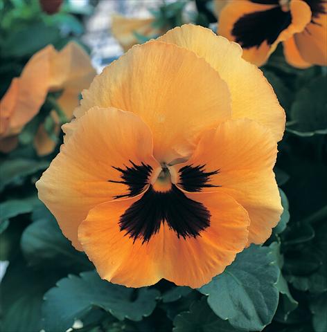 photo of flower to be used as: Pot, bedding, patio Viola wittrockiana Magnum Orange Blotch