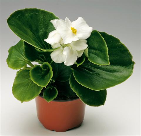 photo of flower to be used as: Pot and bedding Begonia semperflorens Volumia White
