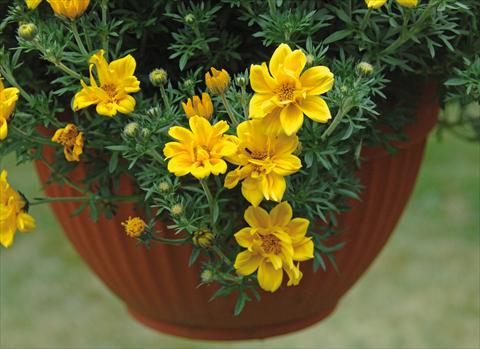 photo of flower to be used as: Pot, bedding, patio, basket Bidens ferulifolia Rockstar PW