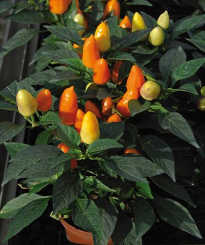 photo of flower to be used as: Pot and bedding Capsicum annuum Cubana Mix