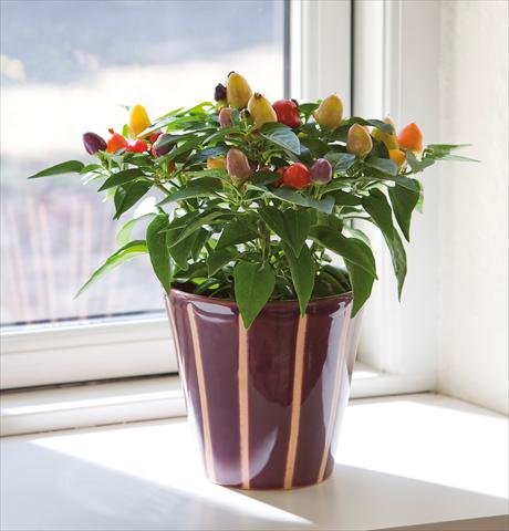 photo of flower to be used as: Pot and bedding Capsicum annuum Harlequin