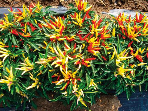 photo of flower to be used as: Pot and bedding Capsicum annuum lingua di fuoco