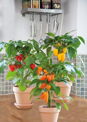 photo of flower to be used as: Pot and bedding Capsicum annuum Snack pepper mix