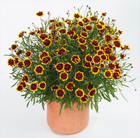 photo of flower to be used as: Pot and bedding Coreopsis auriculata f. nana Highland Blast