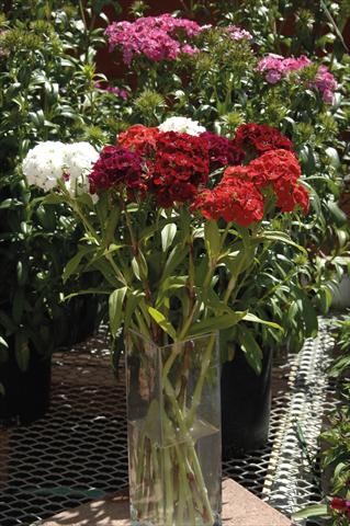 photo of flower to be used as: Pot and bedding Dianthus barbatus Sweet mix