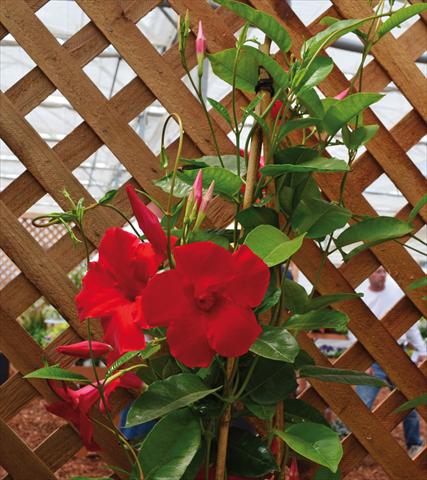 photo of flower to be used as: Patio, pot Dipladenia Sundaville® Cosmos Carmine Red