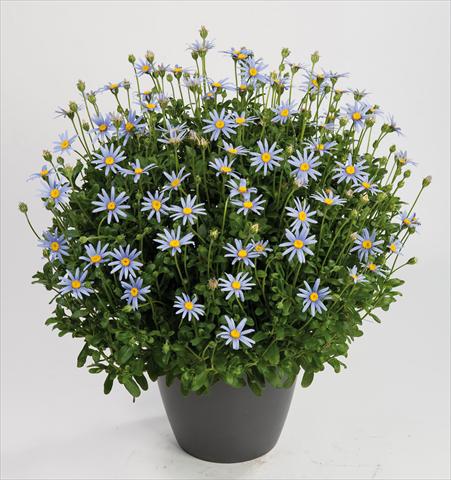 photo of flower to be used as: Pot, bedding, patio Felicia amelloides Felicity Sky Blu