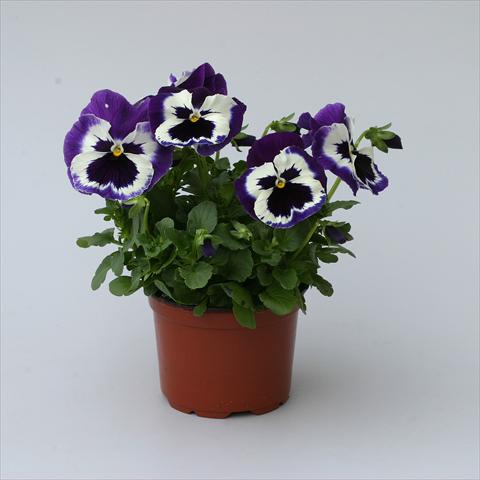 photo of flower to be used as: Pot, bedding, patio Viola wittrockiana Magnum Purple Bicolour