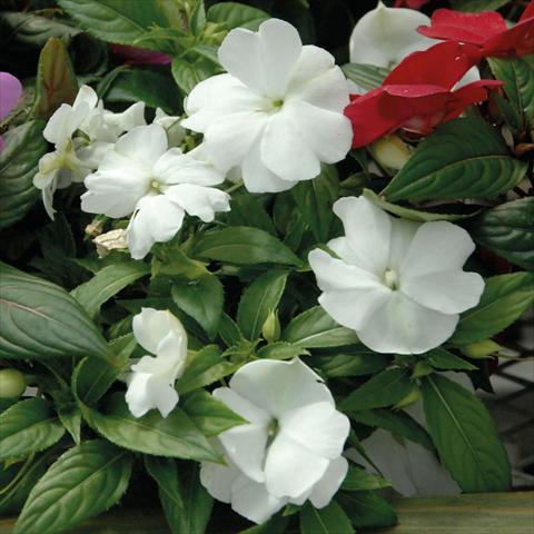 photo of flower to be used as: Pot, bedding, patio, basket Impatiens N. Guinea Divine White