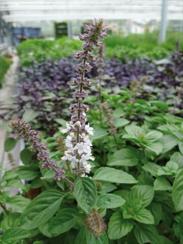 photo of flower to be used as: Pot and bedding Ocimum basilicum White Magic