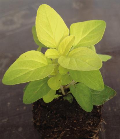 photo of flower to be used as: Pot and bedding Origanum vulgare compatto aureo