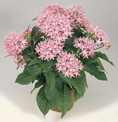photo of flower to be used as: Pot and bedding Pentas lanceolata Graffiti Pink