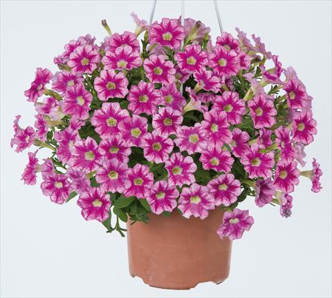 photo of flower to be used as: Pot, bedding, patio, basket Petunia x hybrida Marvel Beauty Cranberry