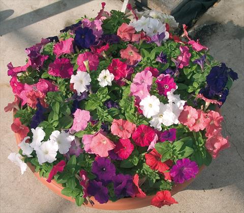 photo of flower to be used as: Pot and bedding Petunia multiflora Compatta XL Mix