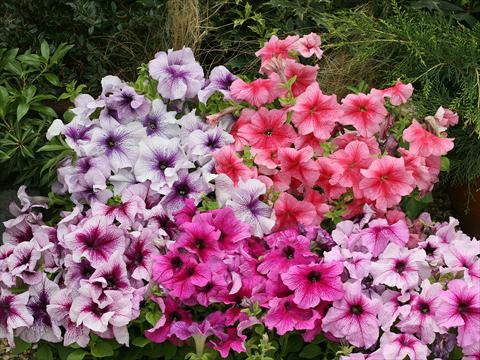 photo of flower to be used as: Basket / Pot Petunia x hybrida Prism miscuglio