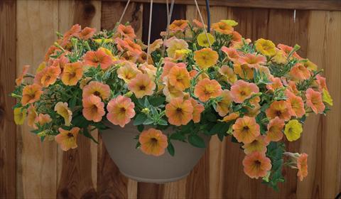 photo of flower to be used as: Pot, bedding, patio, basket Petunia pendula Cascadias® Indian Summer