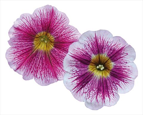 photo of flower to be used as: Pot, bedding, patio, basket Petunia pendula Great Beauty Mix
