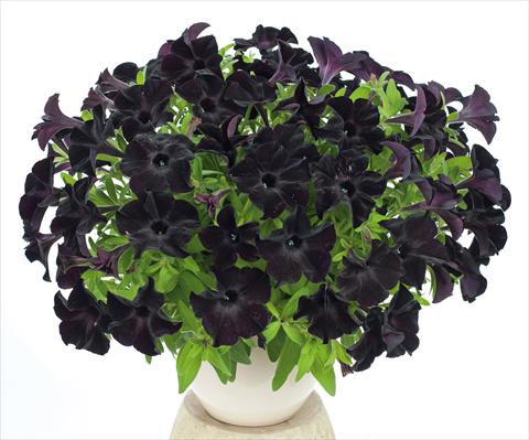 photo of flower to be used as: Pot, bedding, patio, basket Petunia pendula Ray Black