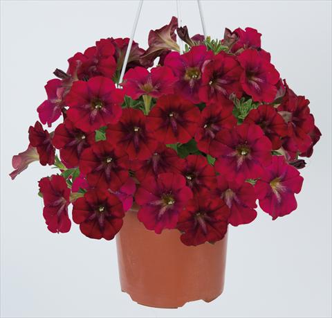 photo of flower to be used as: Pot, bedding, patio, basket Petunia pendula Ray Bordeaux