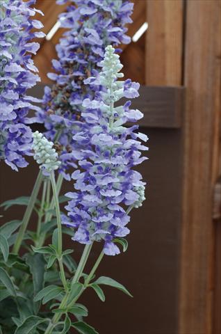 photo of flower to be used as: Bedding / border plant Salvia farinacea Sallyfun Sky Blu