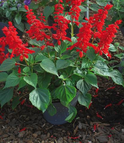 photo of flower to be used as: Pot and bedding Salvia splendens GoGo Scarlet PW