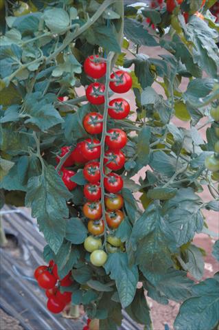 photo of flower to be used as: Pot, bedding, patio Solanum lycopersicum (pomodoro) Ciliegia rosso rubino