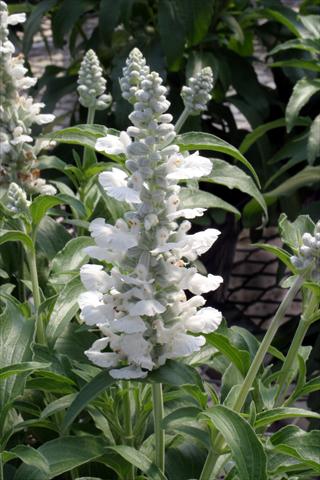 photo of flower to be used as: Bedding / border plant Salvia farinacea Cirrus