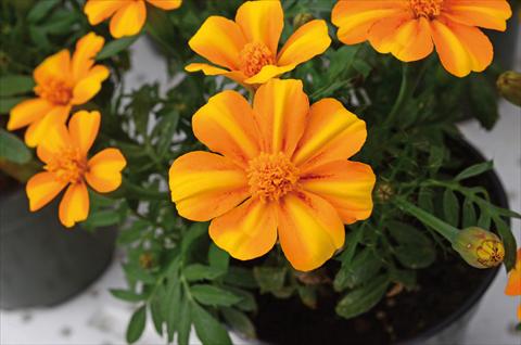 photo of flower to be used as: Bedding / border plant Tagetes patula Mr. Smith