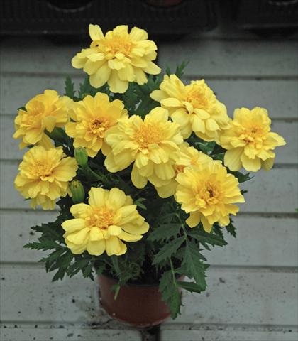 photo of flower to be used as: Bedding / border plant Tagetes patula Vaniglia