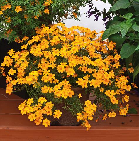 photo of flower to be used as: Bedding / border plant Tagetes tenuifolia Gold Medal PW