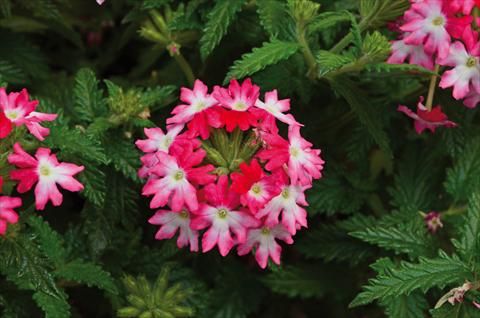 photo of flower to be used as: Pot, patio, basket Verbena Hurricane Hot Pink