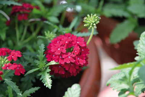 photo of flower to be used as: Pot, patio, basket Verbena Vepita Dark Red