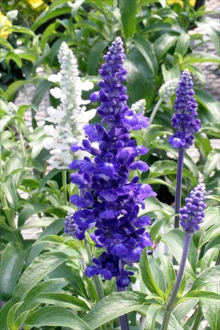 photo of flower to be used as: Bedding / border plant Salvia farinacea Rhea