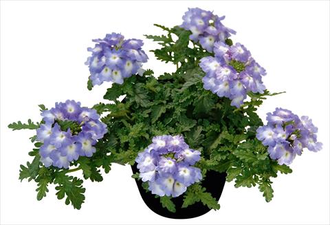 photo of flower to be used as: Pot, patio, basket Verbena Vepita Lavender White