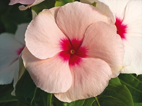 photo of flower to be used as: Pot and bedding Catharanthus roseus - Vinca Cora Cascade Apricot