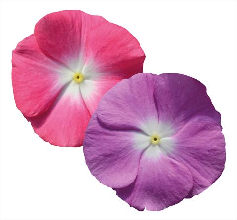 photo of flower to be used as: Pot and bedding Catharanthus roseus - Vinca Egeo Morn Mix