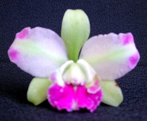 photo of flower to be used as: Pot Cattleya Bic Village Chief North